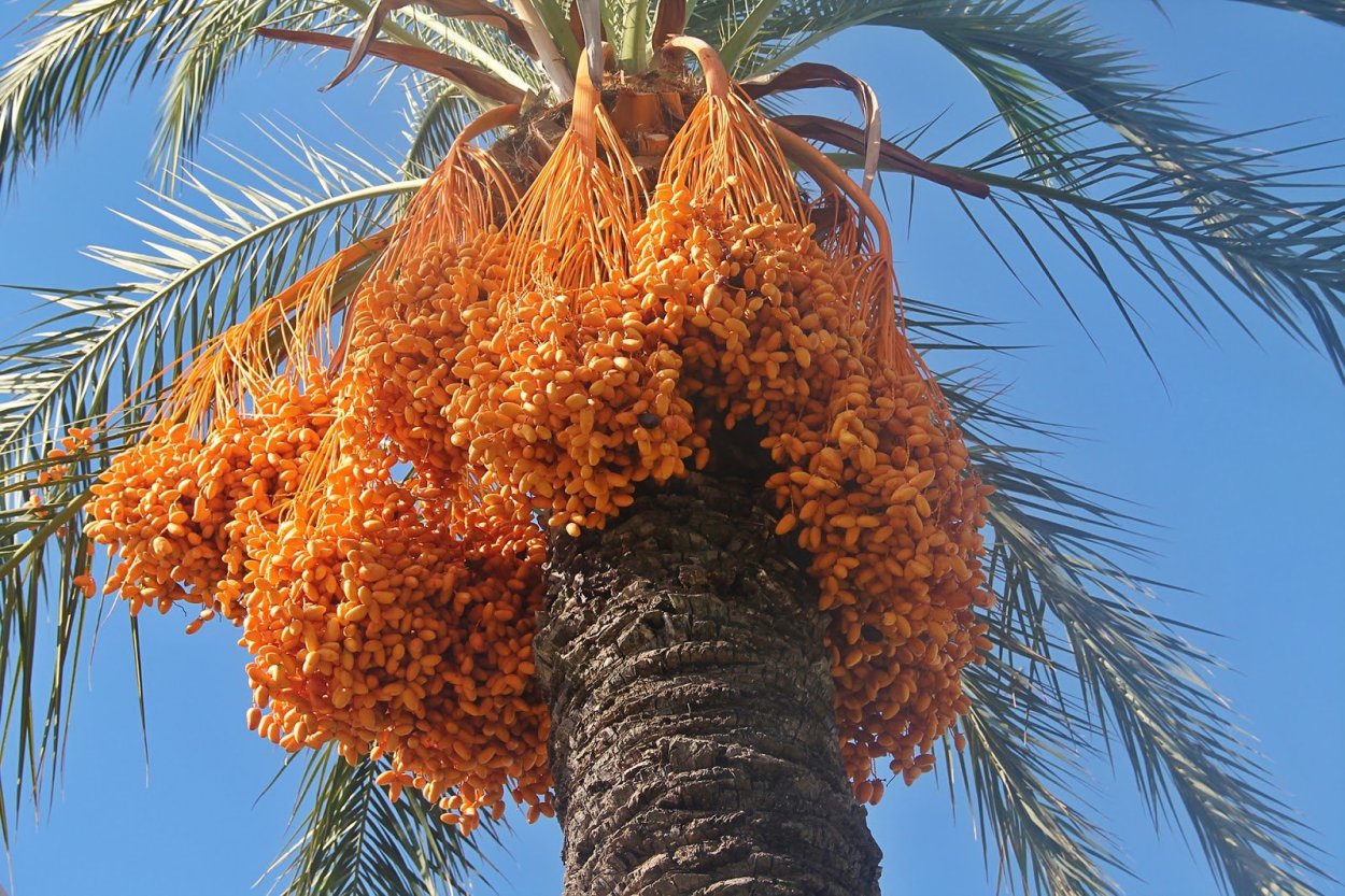 Бетелевая Пальма