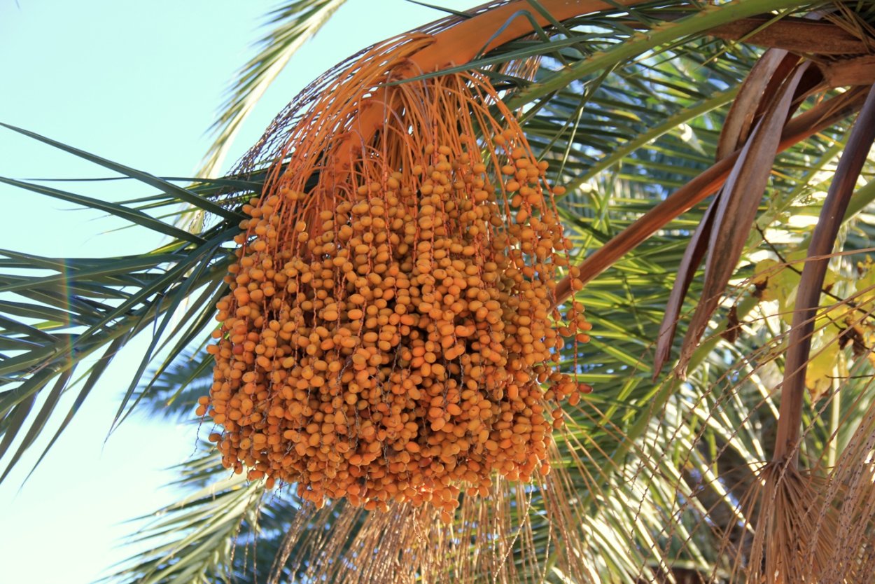 Финиковая Пальма в Сочи