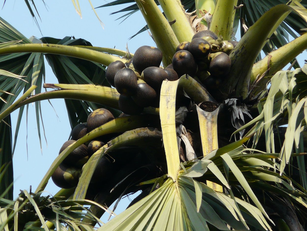 Какао Бобы дерево