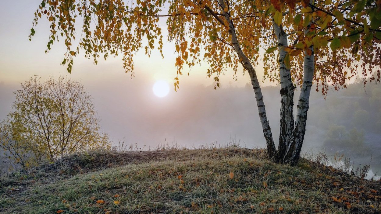 Береза осень