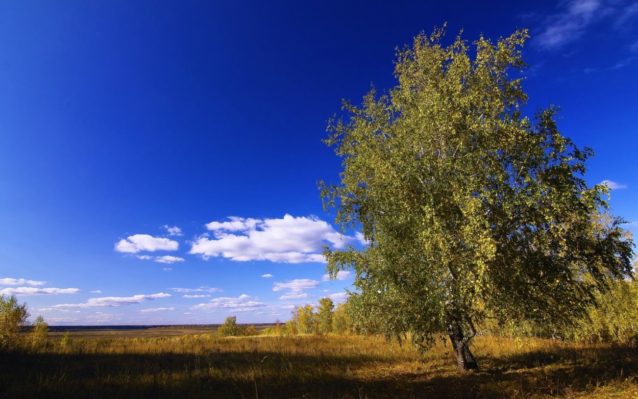 Березы небо