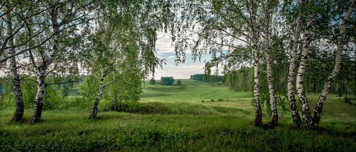 Пригорок с березками