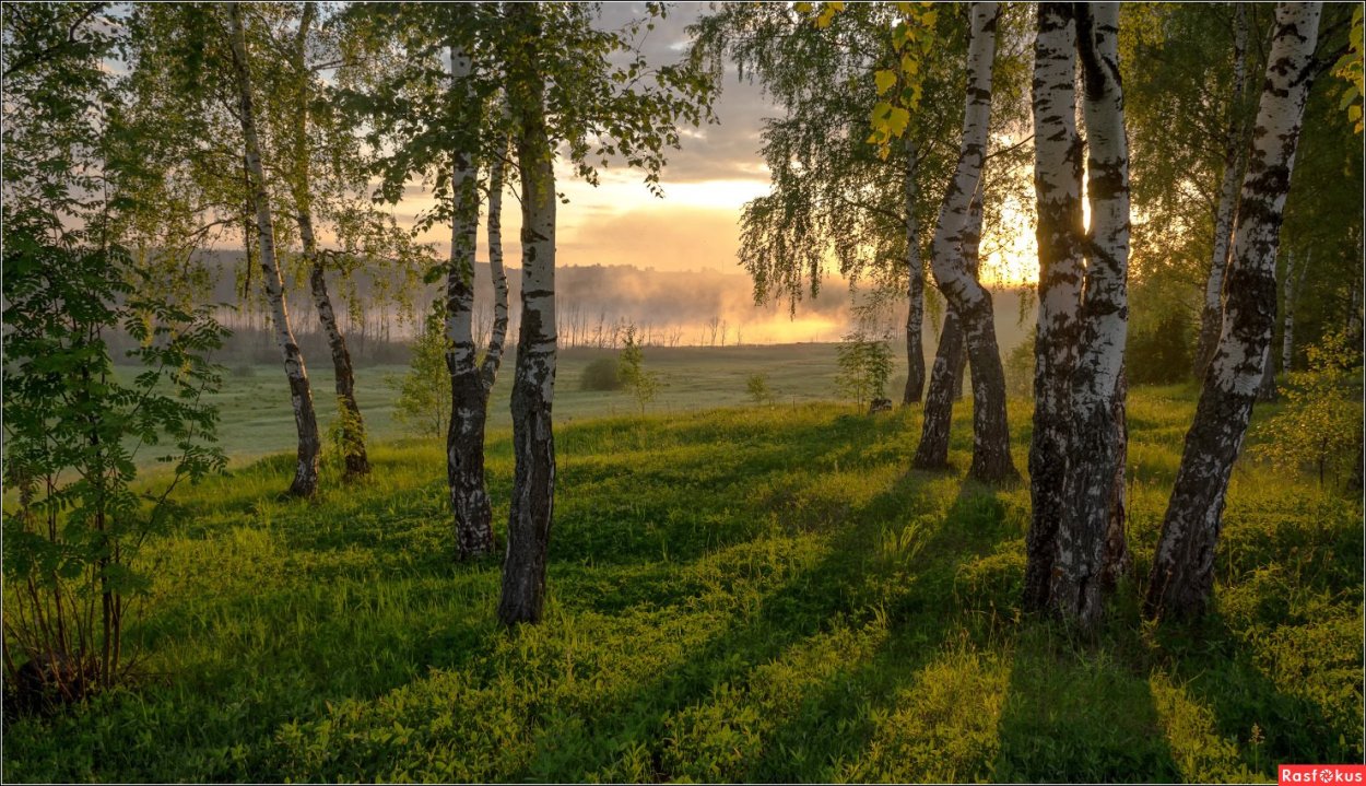 Березовая роща озеро Ивановская область