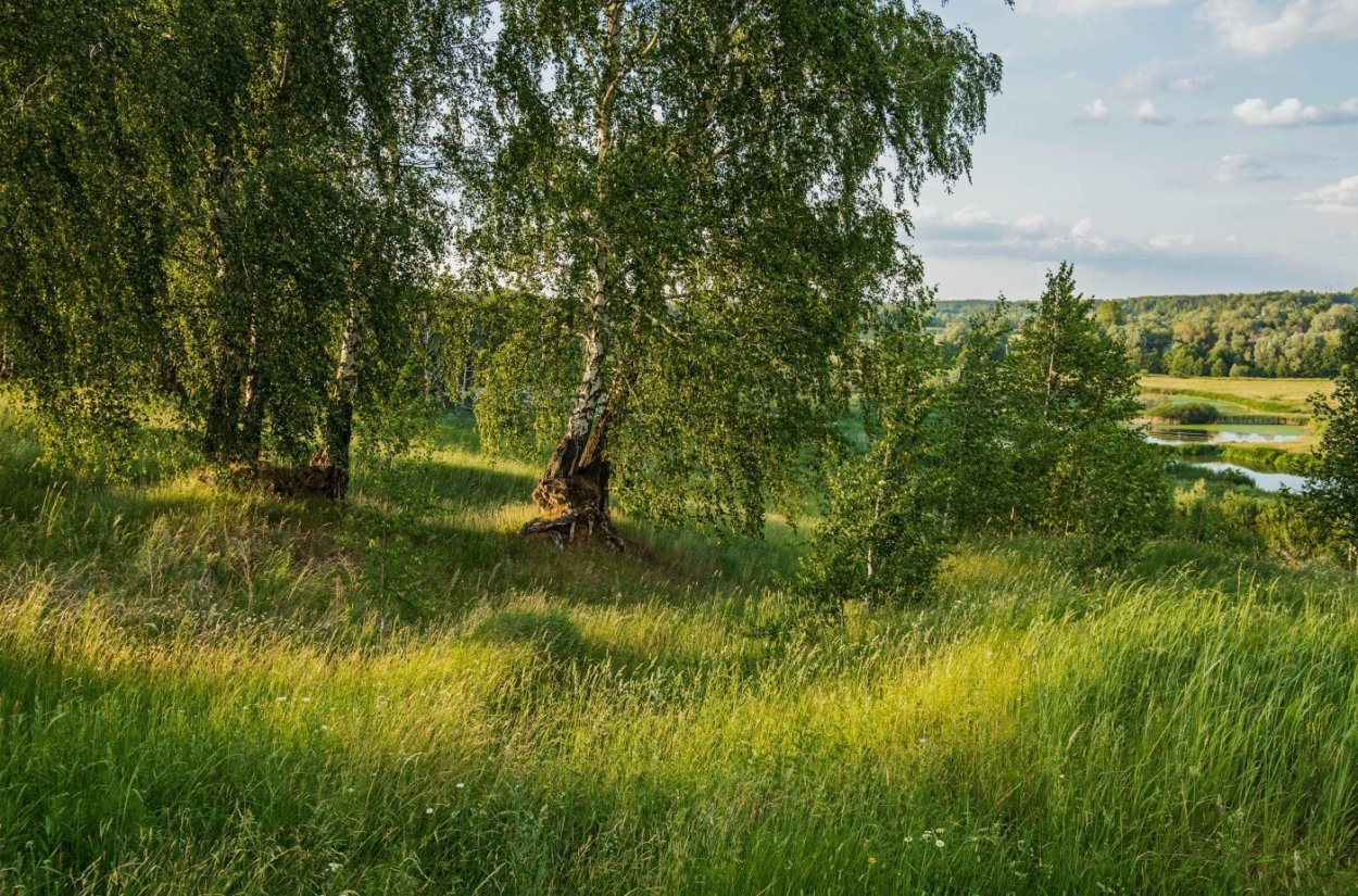 Деревня береза поле Россия