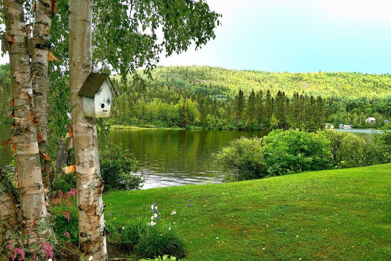 Рассвет в березовой роще