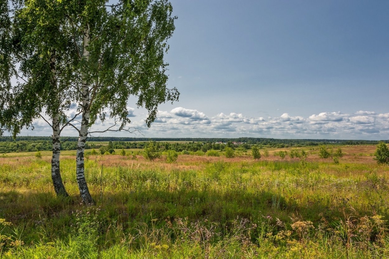 Россия Раздолье березы