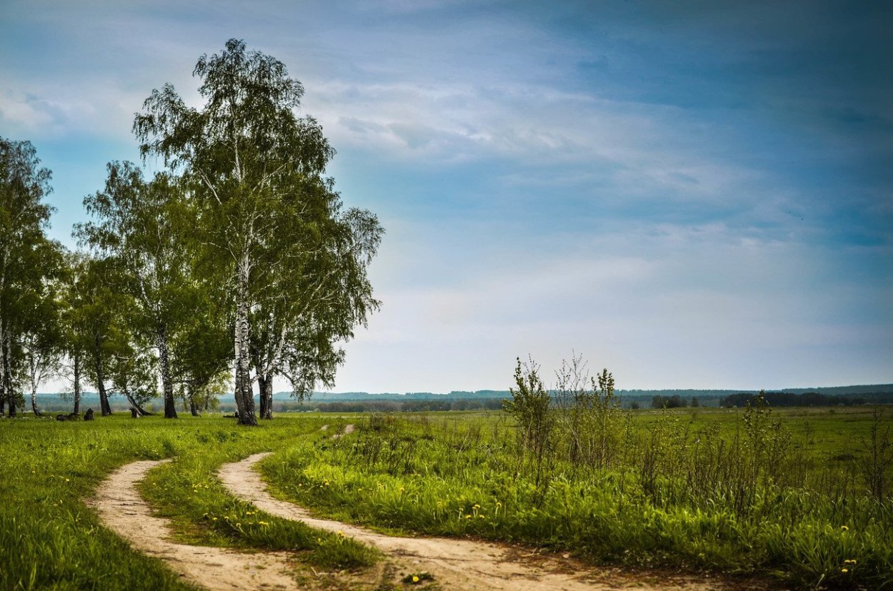 Рассвет в лесу