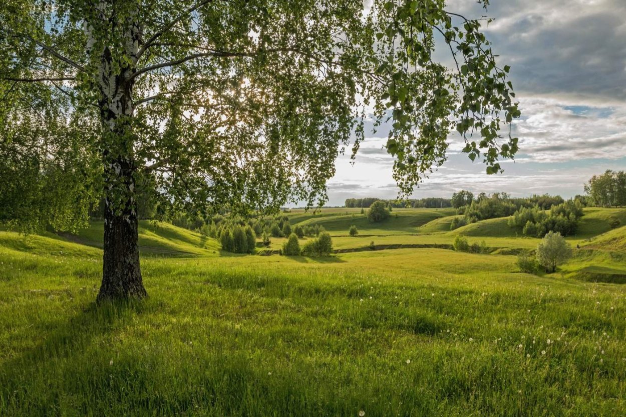 Россия поля березы