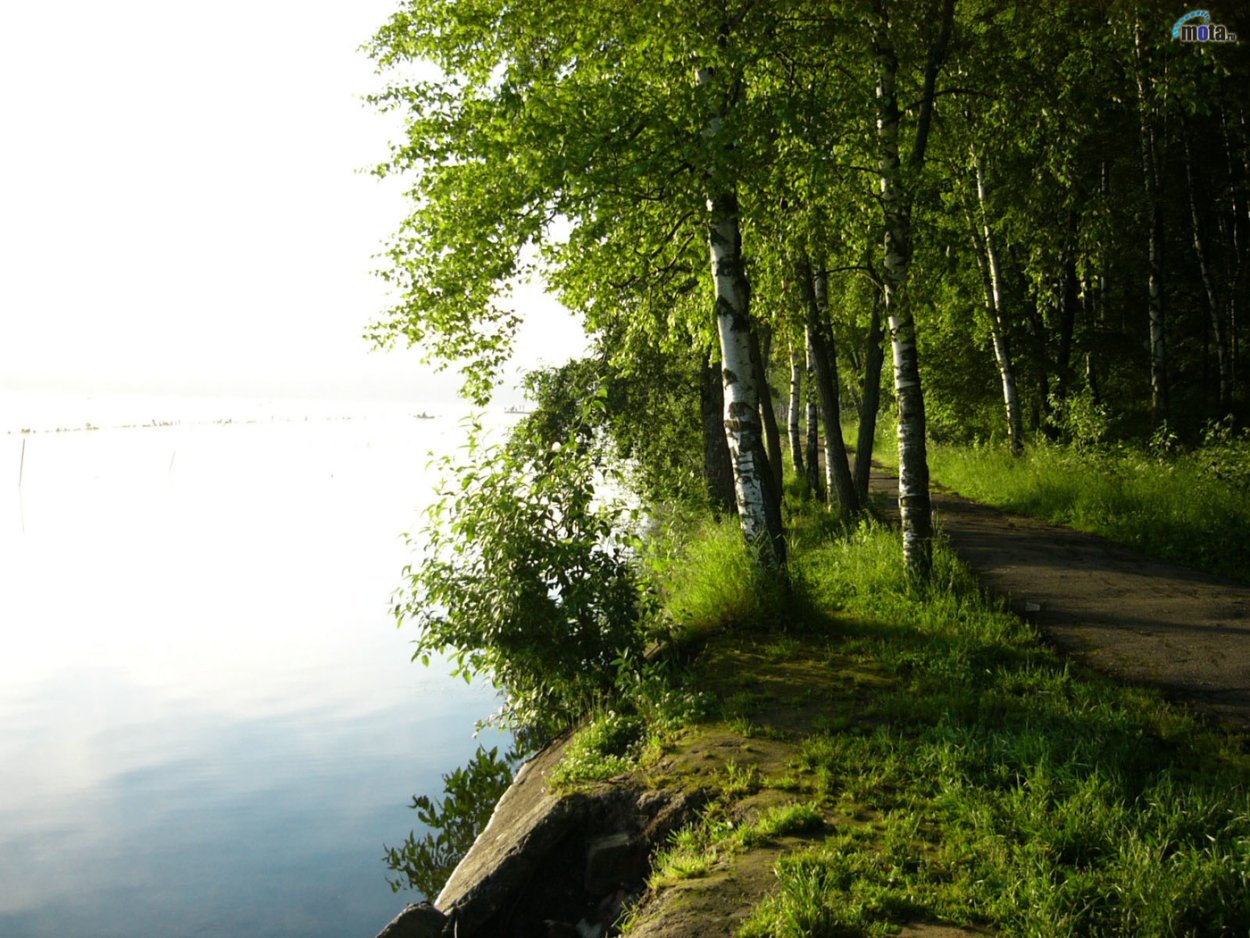 Природа поле березы