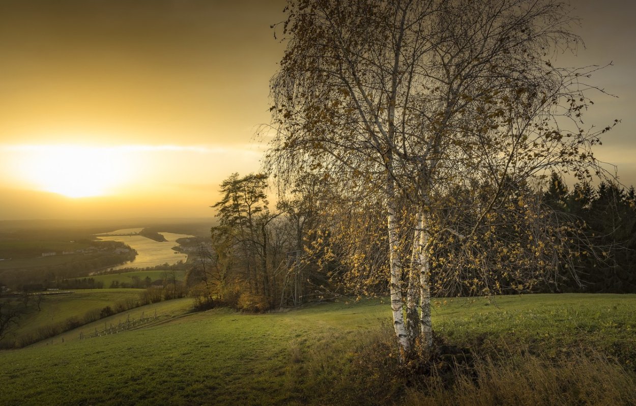 Береза летом