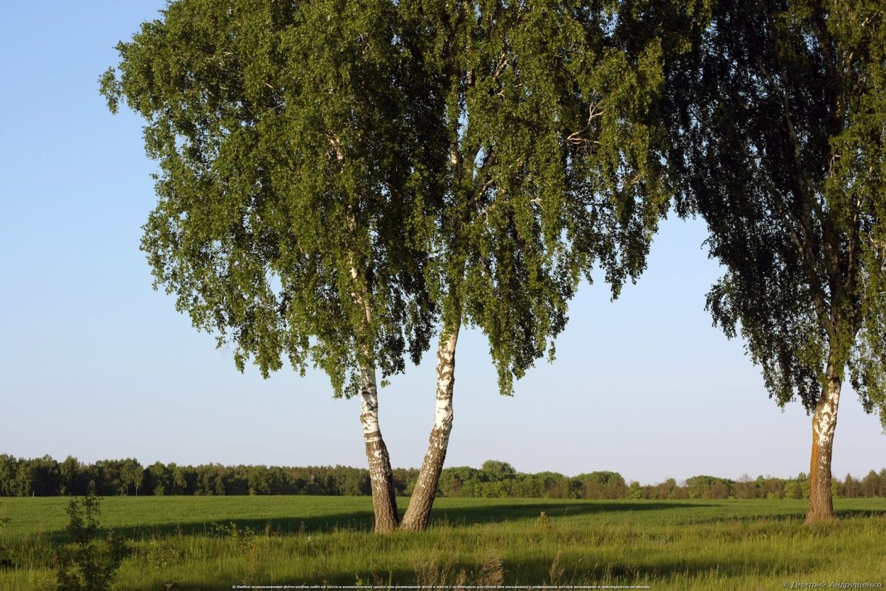 Фон русский пейзаж