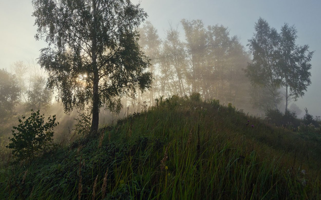 Березовая роща Кострома