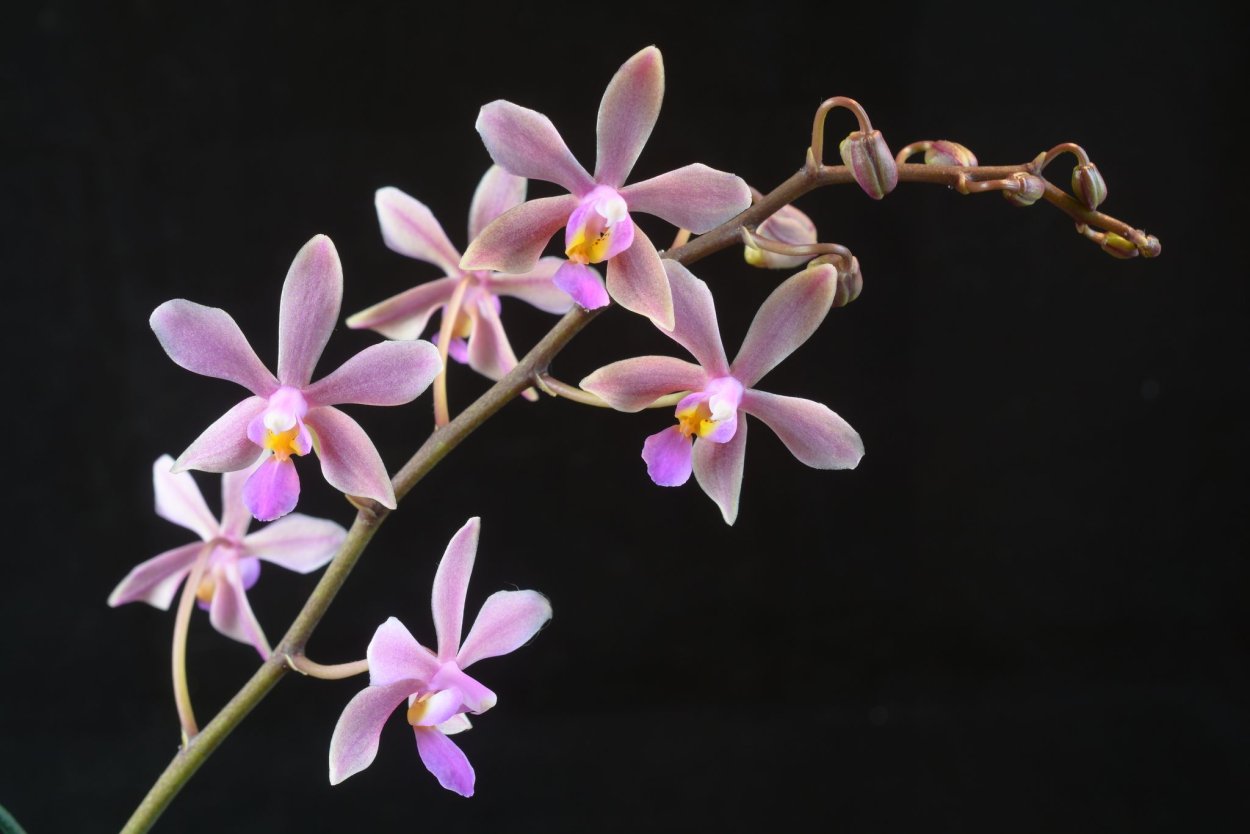 Эквестрис Блю