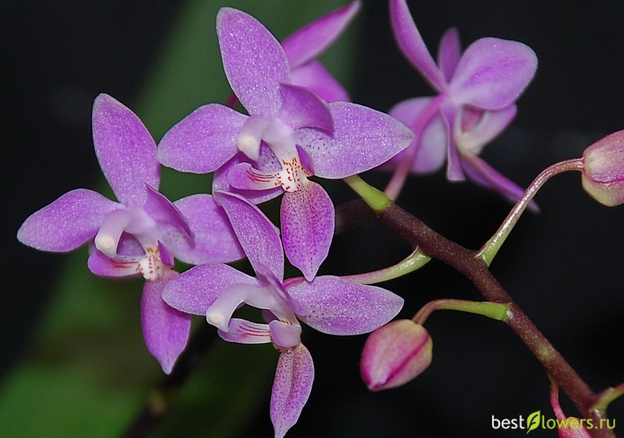 Фаленопсис эквестрис