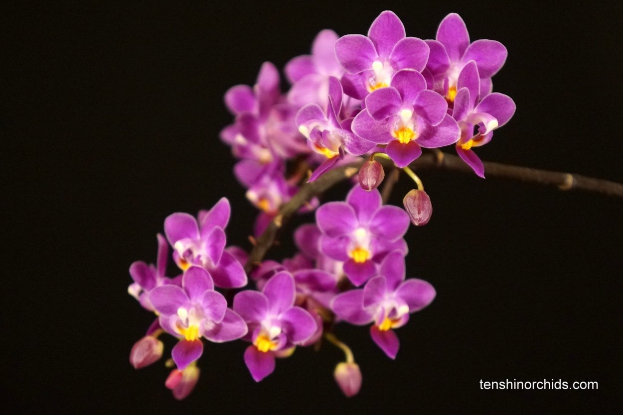 Phal. Equestris 'Red'