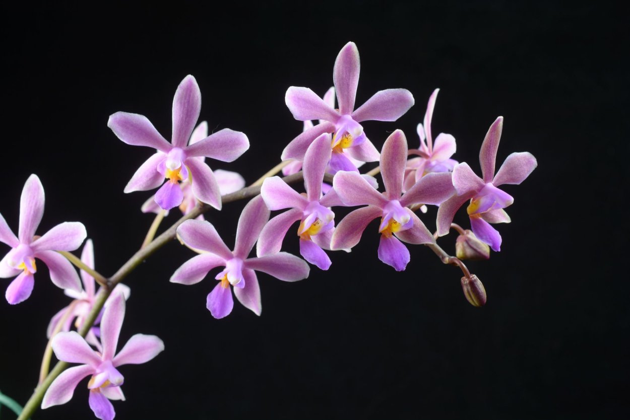 Phal. Braceana