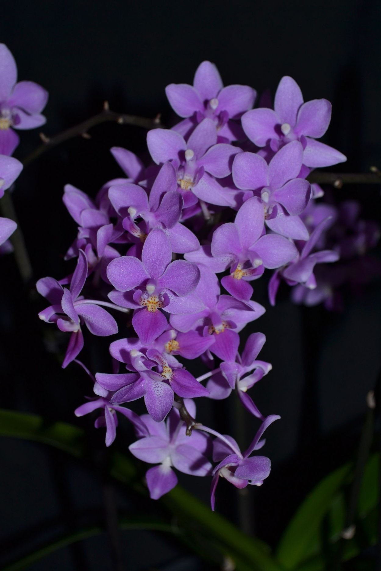 Фаленопсис эквестрис ГРАЗ