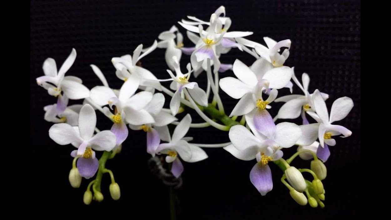 Фаленопсис Phal. Equestris