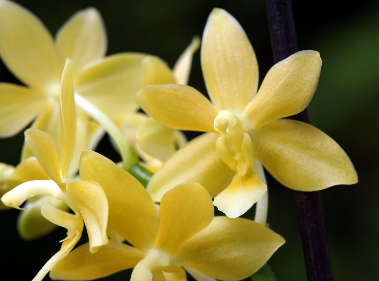 Седирея Японика Орхидея