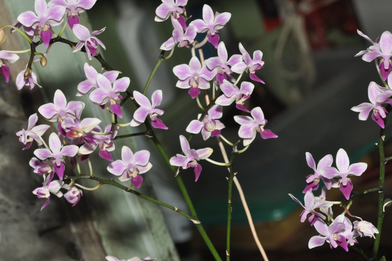 Орхидея мультифлора Sogo Lily