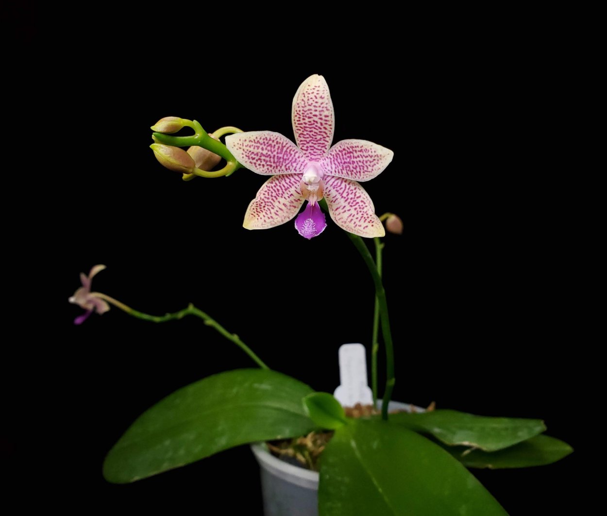 Laelia anceps