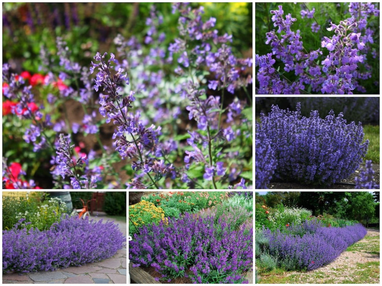 Цветы котовник,гелиотроп