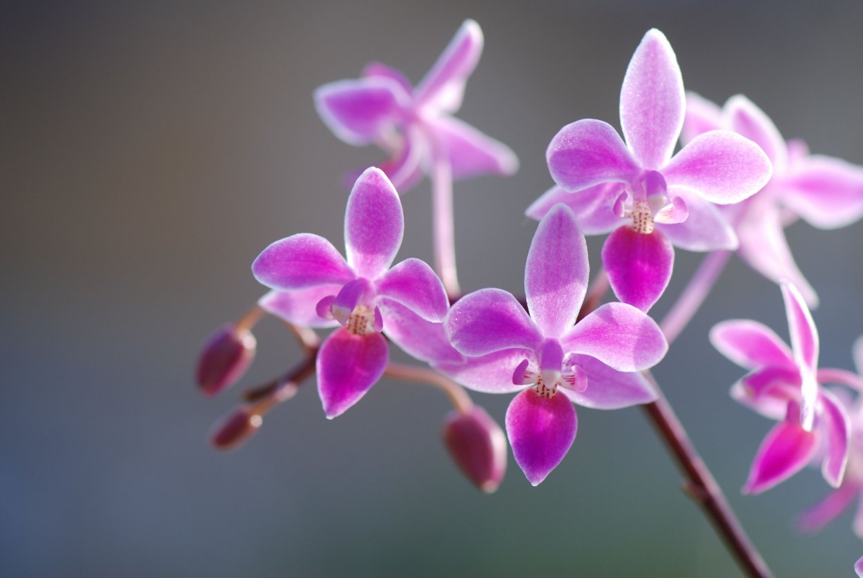 Phalaenopsis equestris rosea