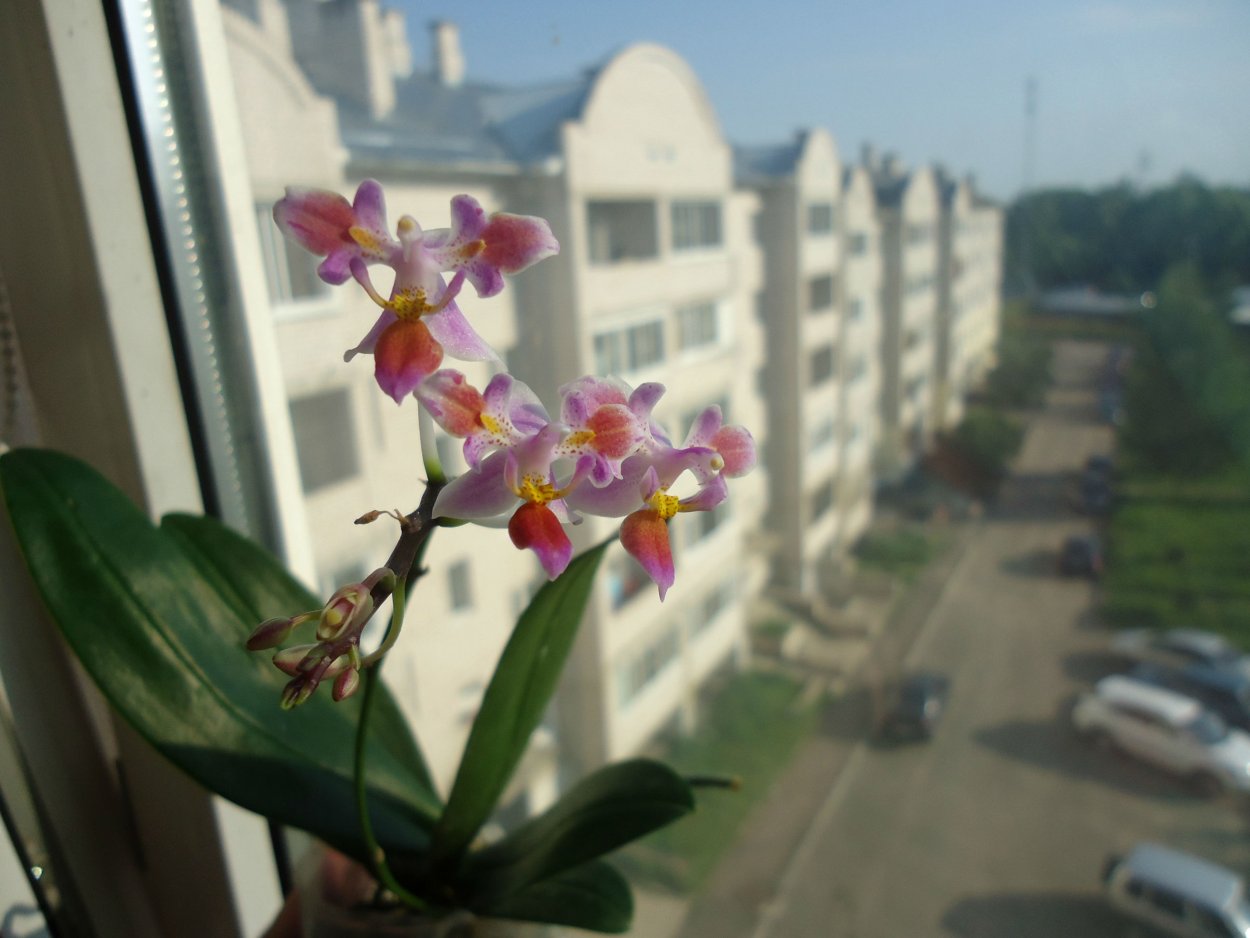 Phal. Stone Dance
