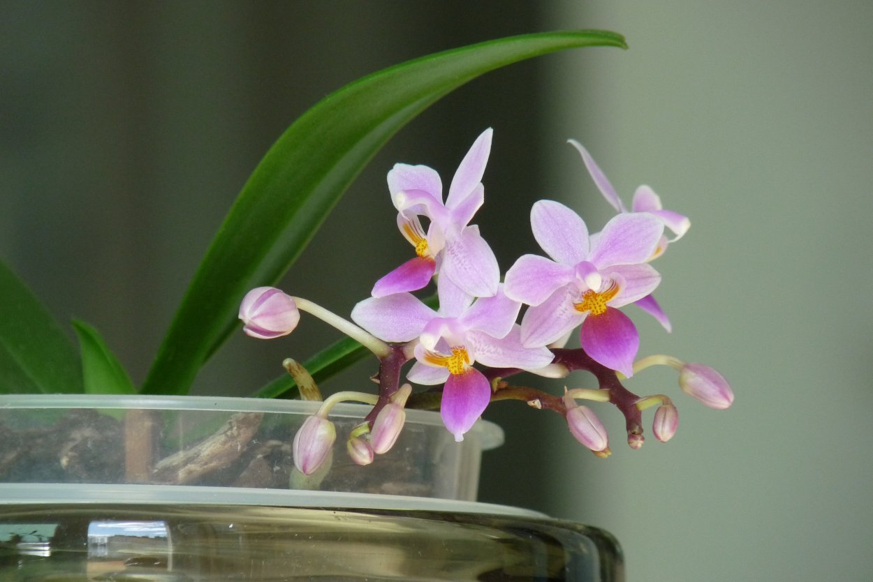 Орхидея эквестрис