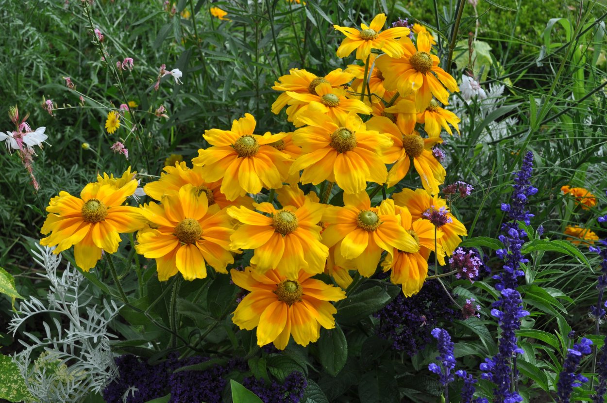 Желтые неприхотливые многолетники