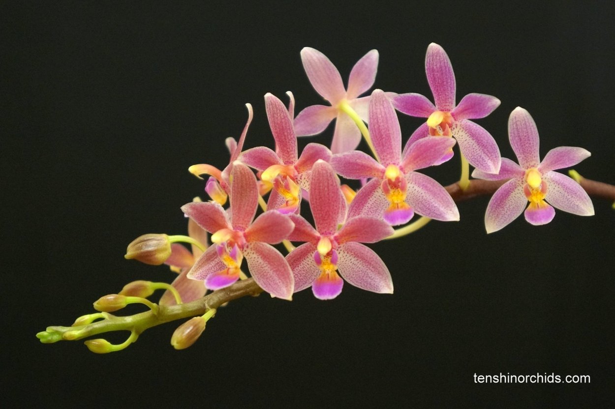 Phal. Yaphon Pink Bee