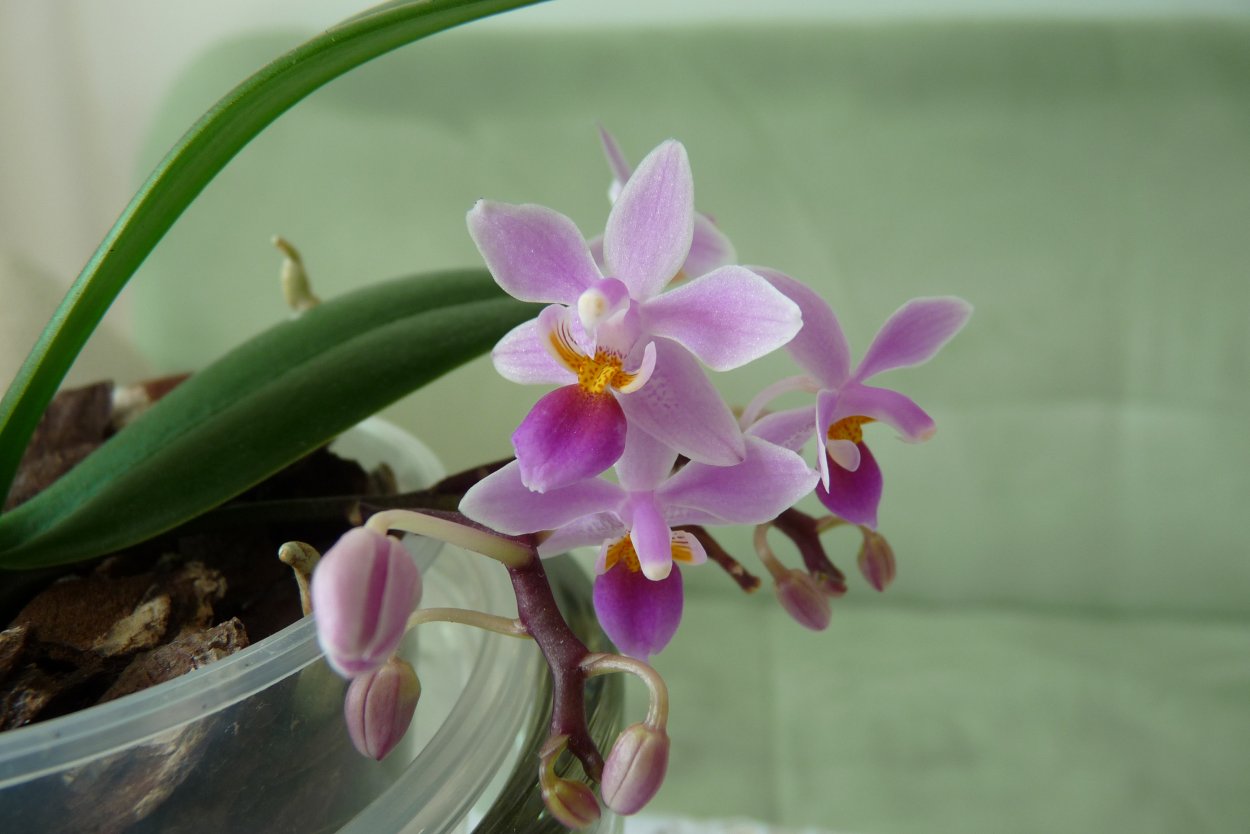 Фаленопсис Palamos