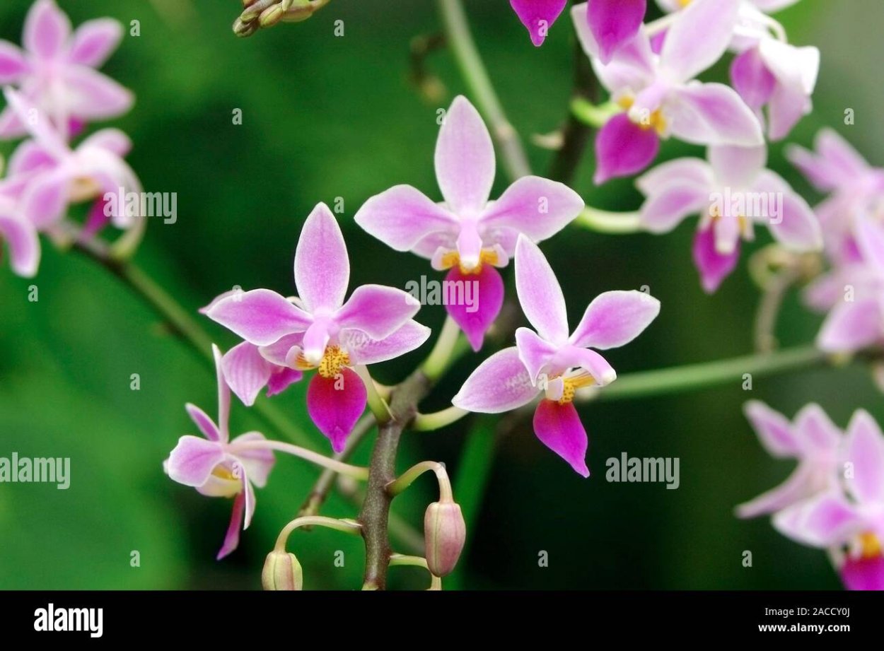 Эквестрис Альба Орхидея