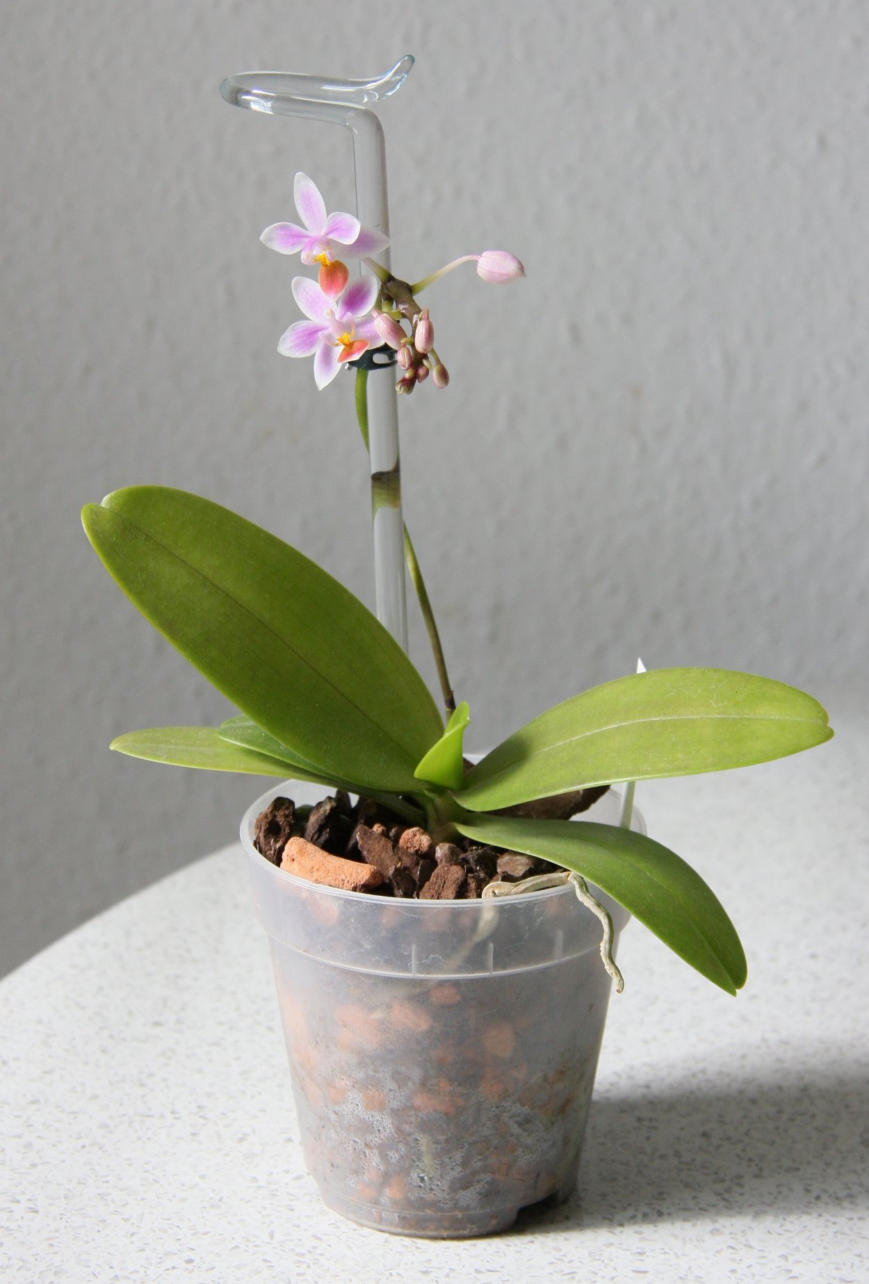 Фаленопсис эквестрис Альба