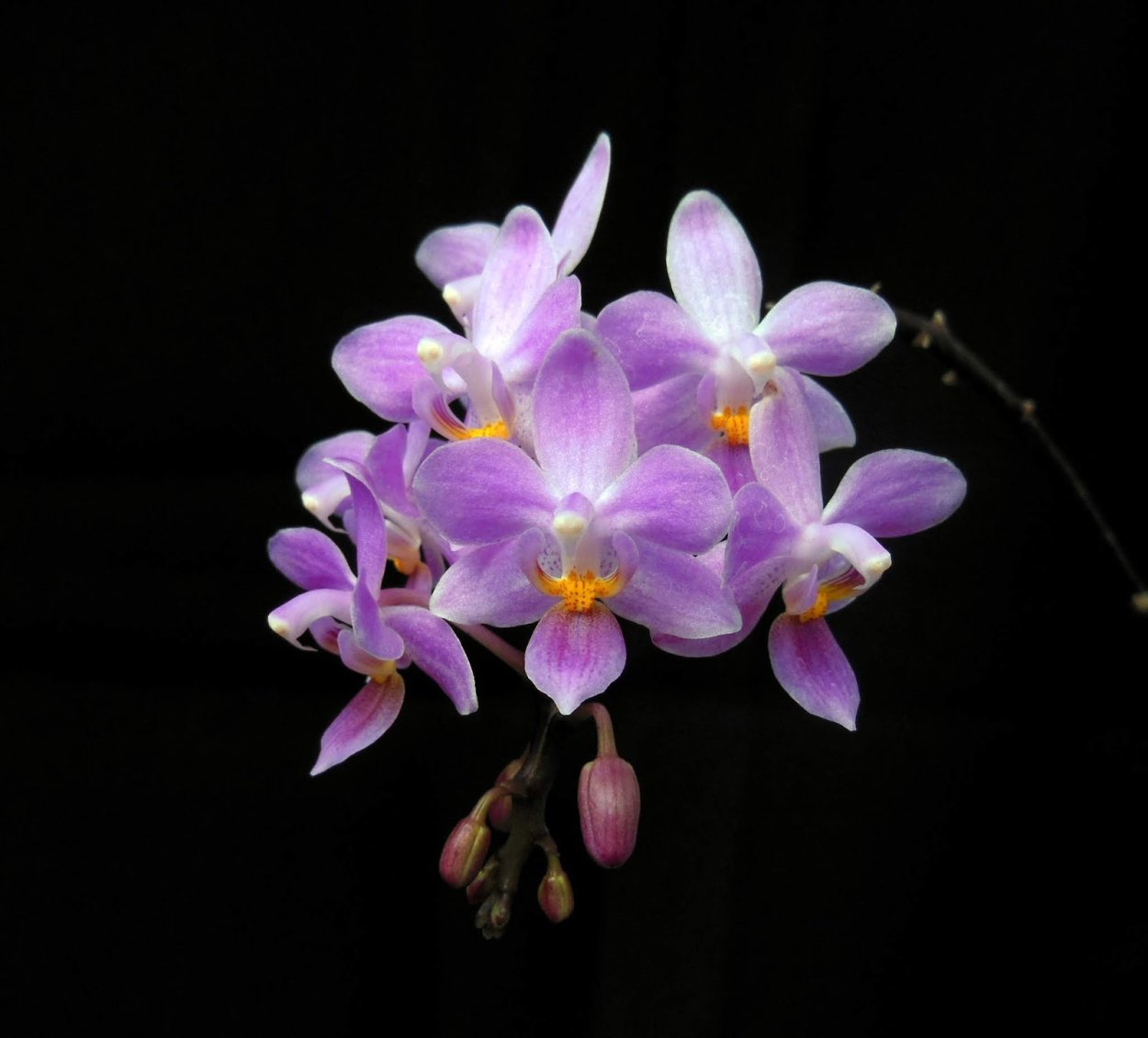 Орхидея эквестрис фото