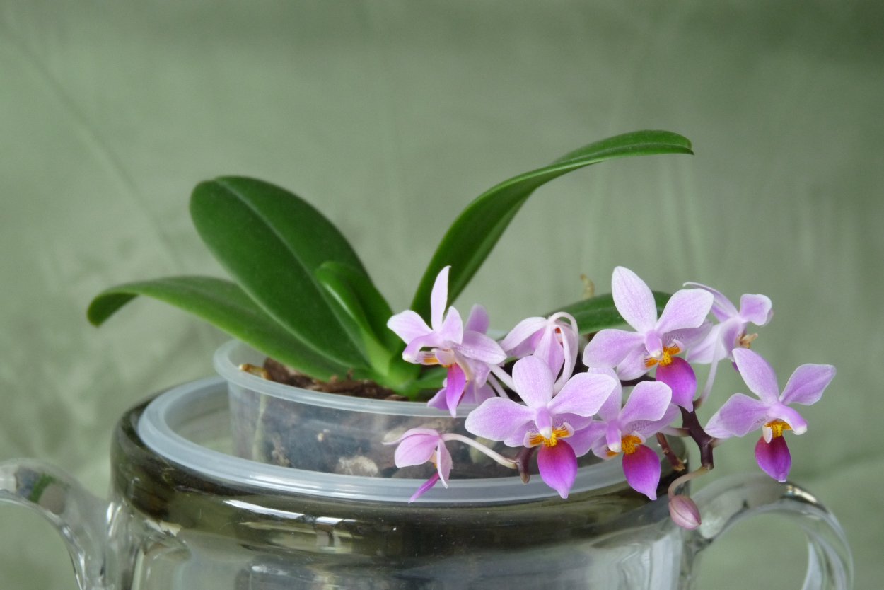 Phalaenopsis equestris rosea