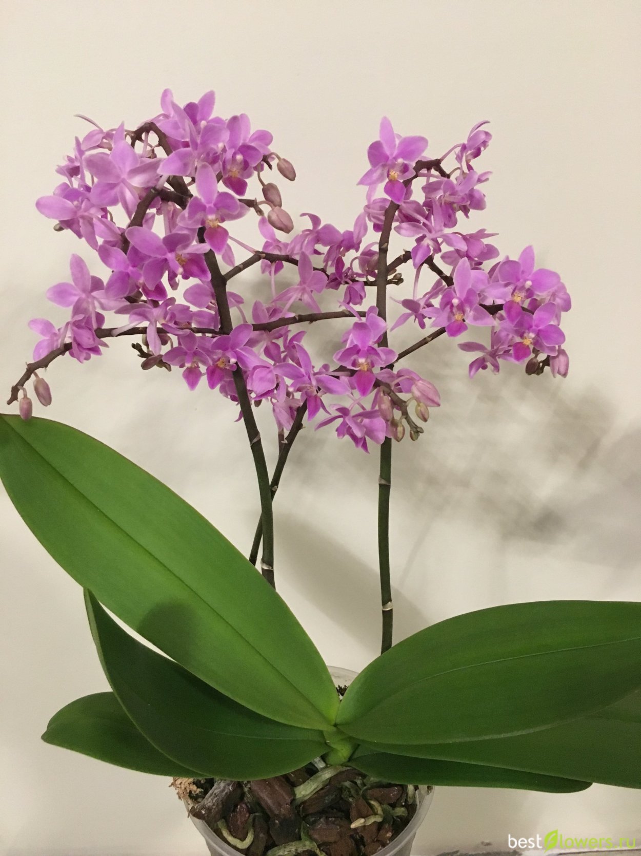 Фаленопсис equestris