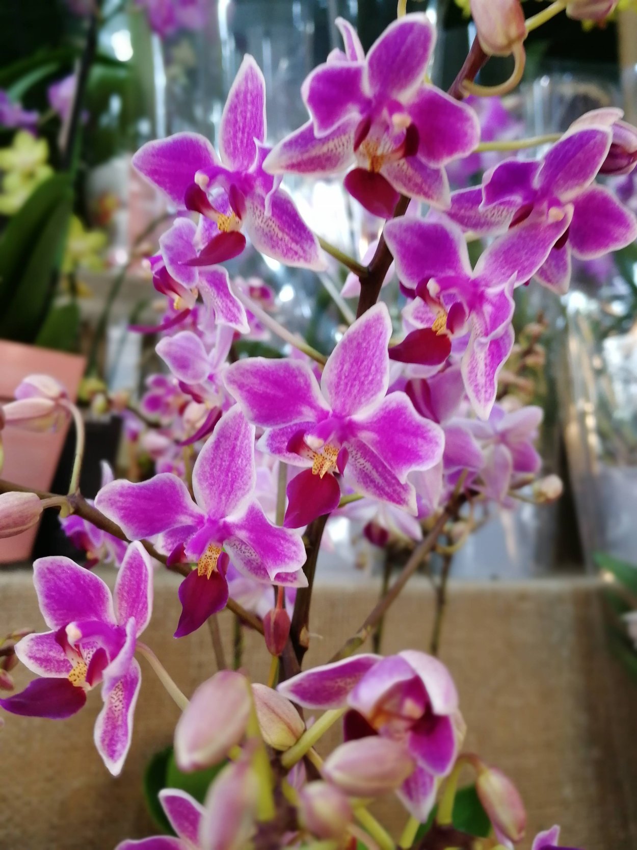 Орхидея эквестрис ГРАЗ