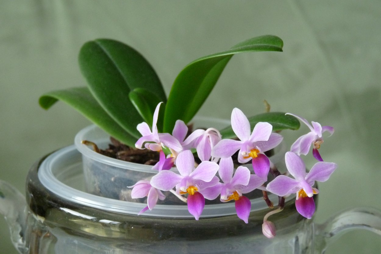 Фаленопсис Charleston