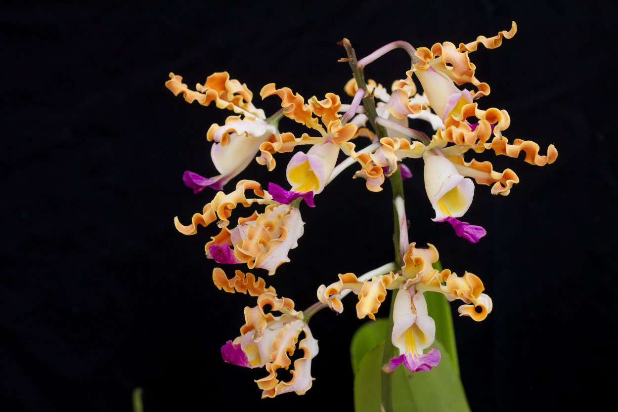 Phalaenopsis equestris