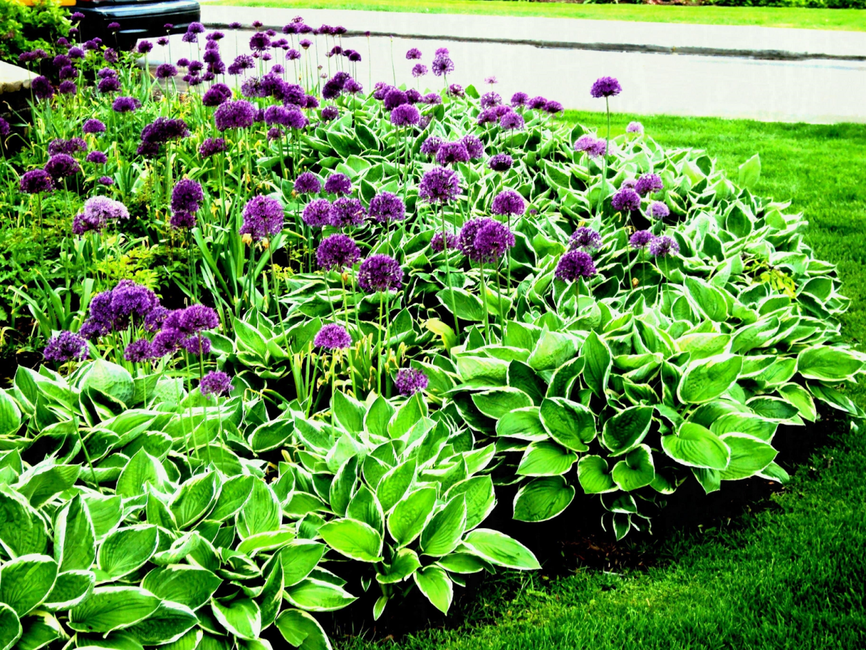 Хоста клумба цветы многолетники