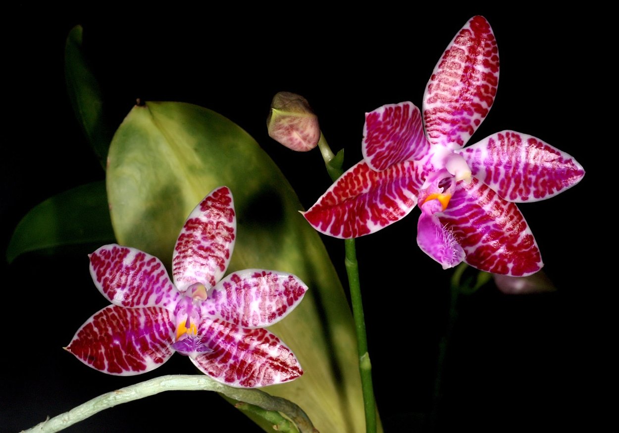 Phal lueddemanniana гибриды