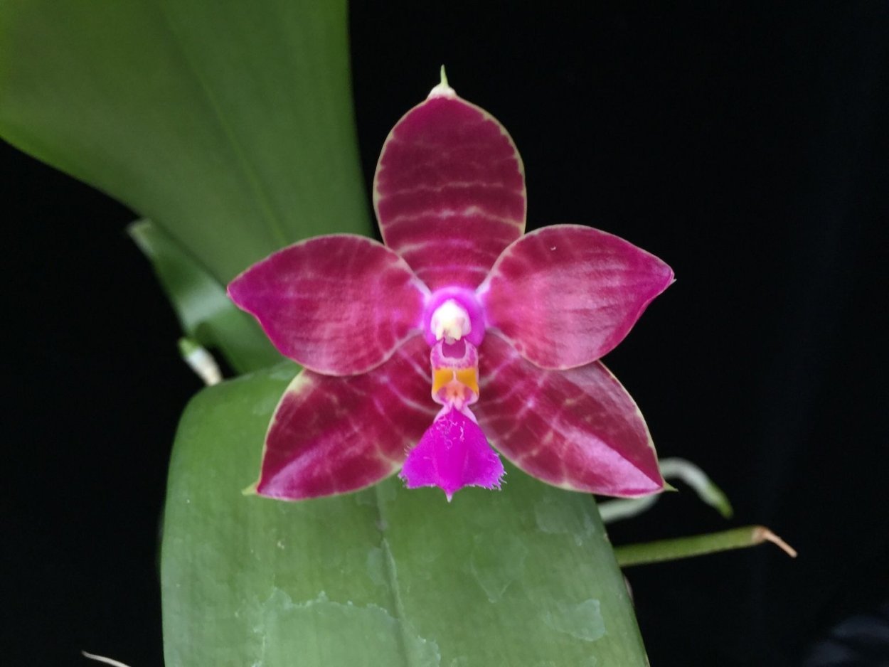 Phal lueddemanniana Mindanao