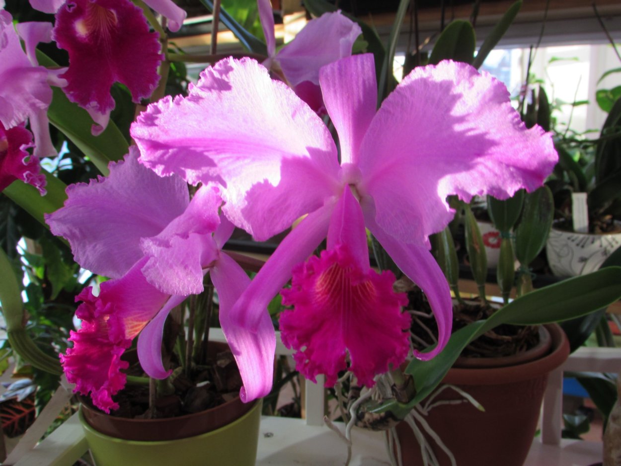 Фаленопсис Дарвин форма листьев