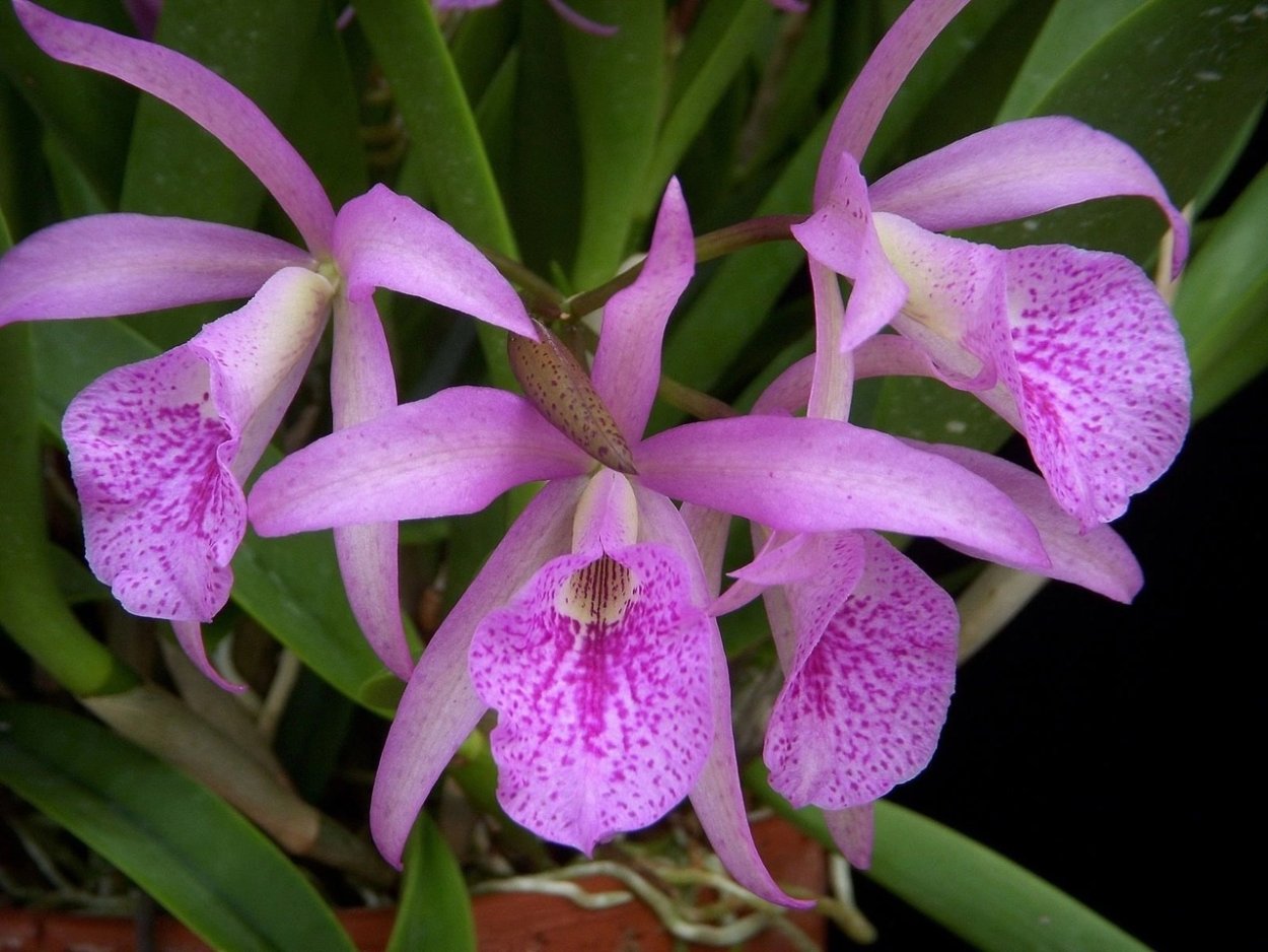 Cattleya jenmanii