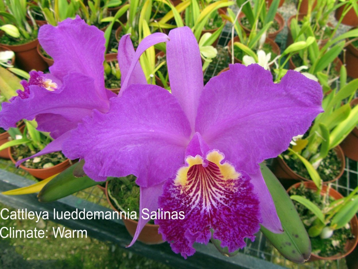 BLC. Durigan "Cruzeiro do sul"