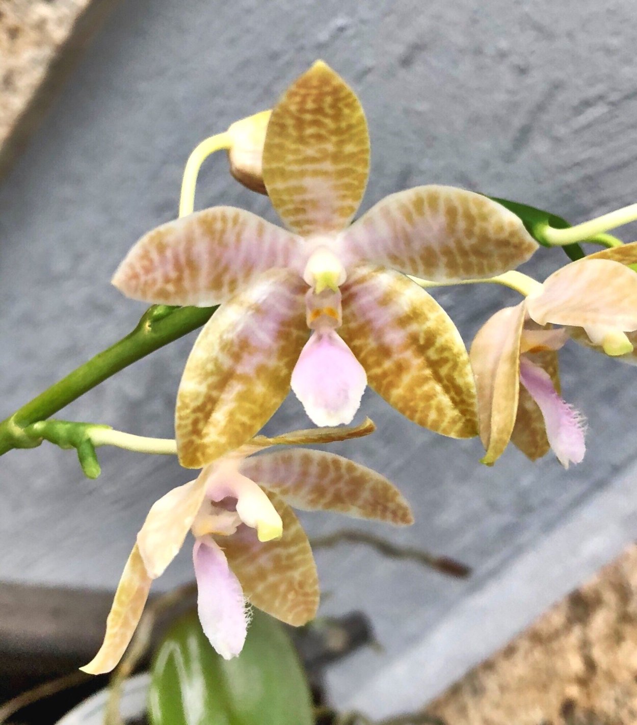 Каттлея lueddemanniana