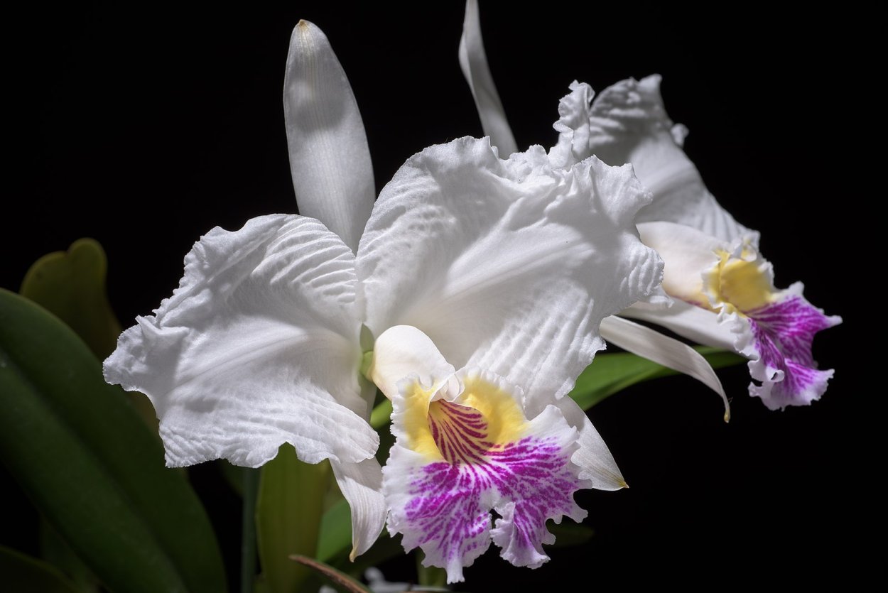 Cattleya lueddemanniana (rubra x Dark)