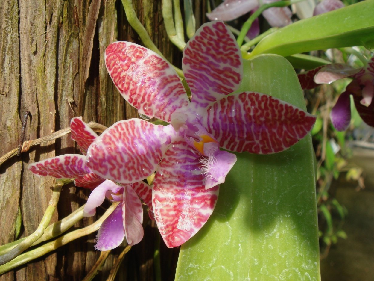 Дикая Орхидея Каттлея