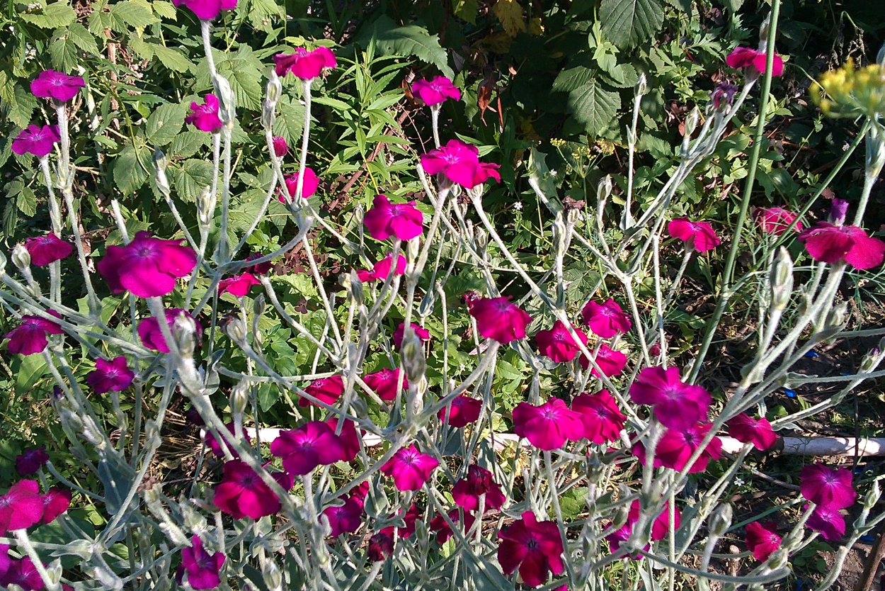 Лихнес цветочек Аленький